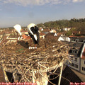 09_45-nest.jpg