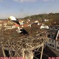 09_50-nest.jpg