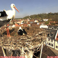 11_05-nest.jpg