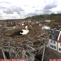 12_45-nest.jpg