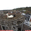 14_25-nest.jpg