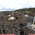 17_15-nest.jpg