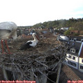 19_00-nest.jpg