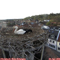 19_05-nest.jpg