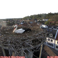 19_10-nest.jpg