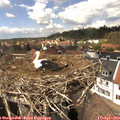 14_05-nest.jpg