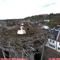 15_00-nest.jpg