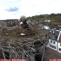 16_00-nest.jpg