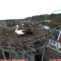 17_00-nest.jpg