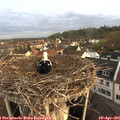 07_00-nest.jpg
