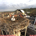 07_40-nest.jpg