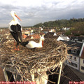 08_05-nest.jpg