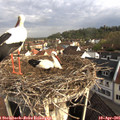08_20-nest.jpg