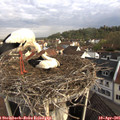 08_25-nest.jpg
