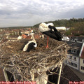 08_55-nest.jpg