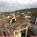09_10-nest.jpg