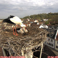 09_15-nest.jpg