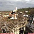 09_25-nest.jpg