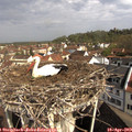 10_00-nest.jpg