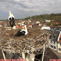 11_00-nest.jpg