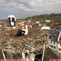 11_05-nest.jpg