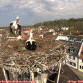 11_15-nest.jpg