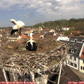 11_20-nest.jpg