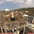 11_25-nest.jpg
