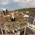 11_35-nest.jpg