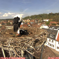 13_05-nest.jpg