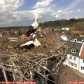 14_00-nest.jpg