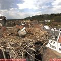 15_20-nest.jpg