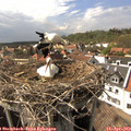15_55-nest.jpg