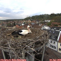 16_15-nest.jpg