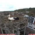 17_00-nest.jpg