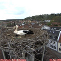17_05-nest.jpg