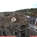 18_00-nest.jpg