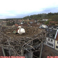 19_20-nest.jpg