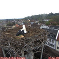 07_25-nest.jpg