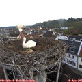 08_00-nest.jpg