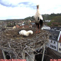 09_00-nest.jpg