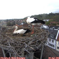 09_35-nest.jpg
