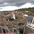 13_05-nest.jpg
