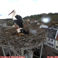 16_15-nest.jpg