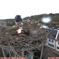 16_20-nest.jpg