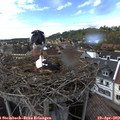 16_25-nest.jpg