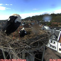 16_30-nest.jpg