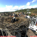 16_45-nest.jpg