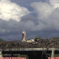 16_50-mast.jpg