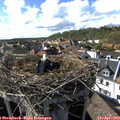16_50-nest.jpg